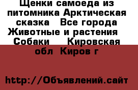 Щенки самоеда из питомника Арктическая сказка - Все города Животные и растения » Собаки   . Кировская обл.,Киров г.